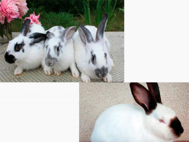 Forretningsplan for avl av kaniner