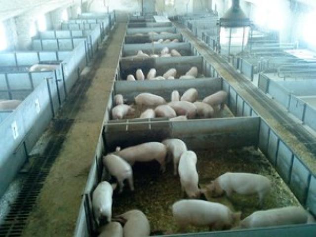 Oppdrett av griser hjemme for nybegynnere: lage en grisesti og utarbeide en forretningsplan