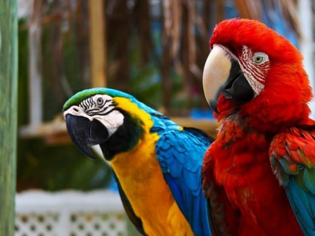 Den største papegøyen i verden
