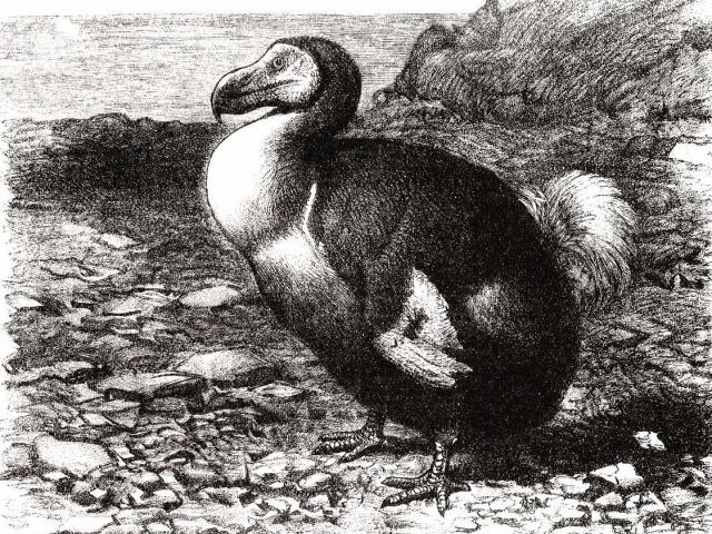 Mill of myths: hvem ødela dodo?